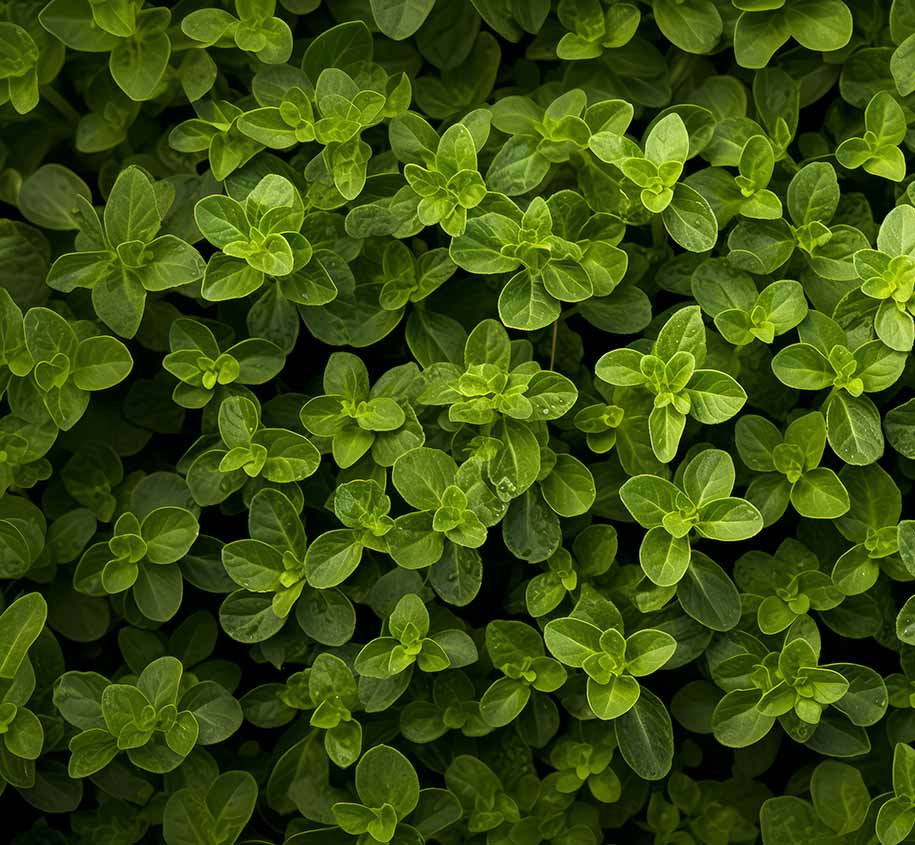Oregano Oil vs Oil of Oregano